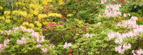 Friens of Eastcote Gardens