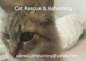 Cat Rescue & Rehoming