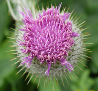 eastcote-garden-july-2011