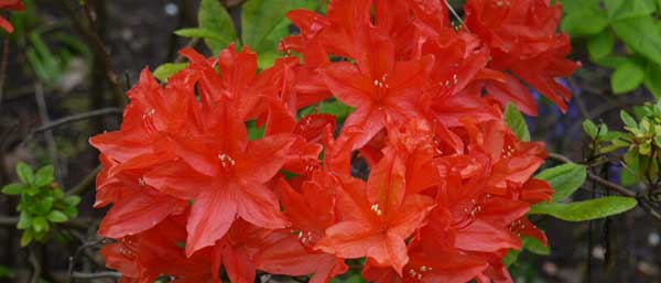 Eastcote House Gardens