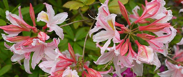 Eastcote House Gardens