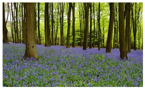 ruislip-woods-blue-lg-may-2.jpg